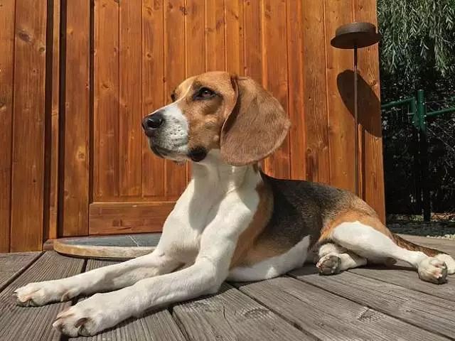 米格鲁猎犬多大产仔 米格鲁猎犬多大产仔