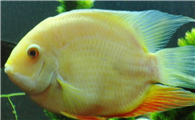 金菠萝鱼好养吗