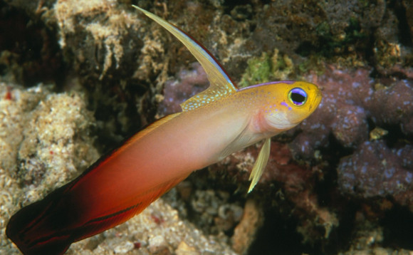 雷达鱼吃什么最好