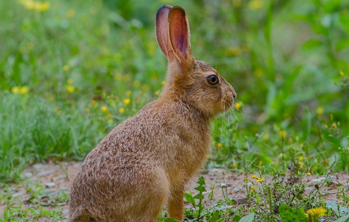 1,毛色:大多数薮兔的颜色为白色,黑色,灰色,灰白