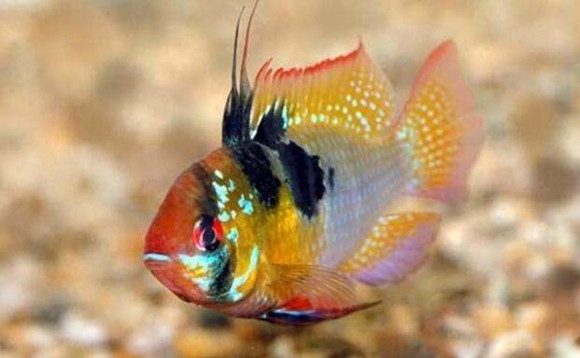 七彩凤凰鱼吃什么最好