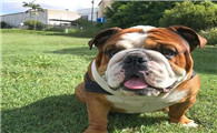 英国斗牛犬的毛色有几种