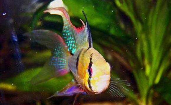 七彩凤凰鱼的寿命是多长
