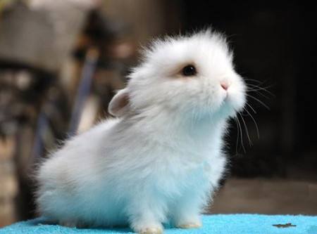 狮子头兔寿命有多长