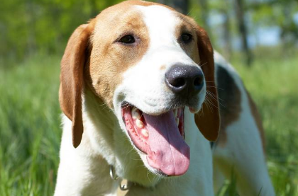 巴色特犬如何训练 巴色特犬如何训练