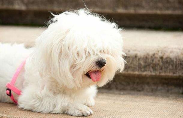 博洛尼亚比熊犬的毛色有几种