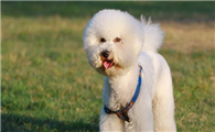 博洛尼亚比熊犬需要训练什么