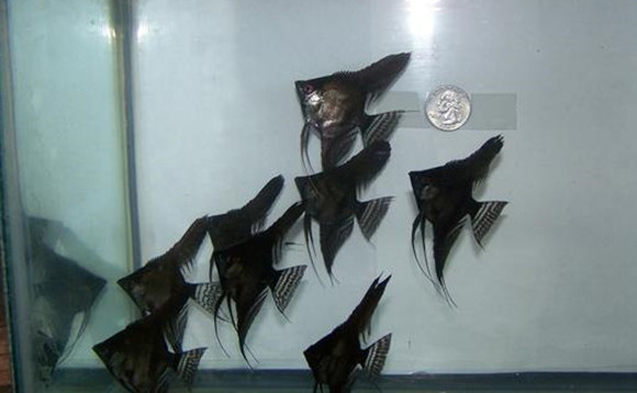 黑神仙鱼吃什么最好