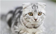 美国短尾猫生病了什么状态