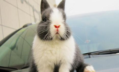 荷兰兔一般多少钱