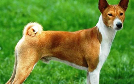 贝生吉犬喂养技巧指南 贝生吉犬喂养技巧指南