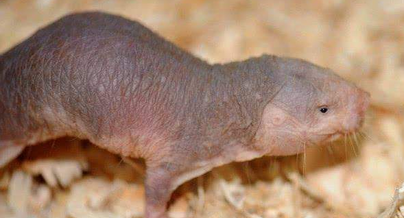 如何训练尖阁鼹鼠