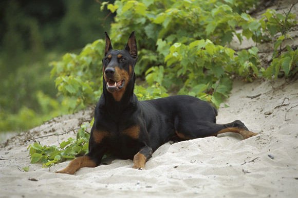 艾分杜宾犬的外貌特征性格