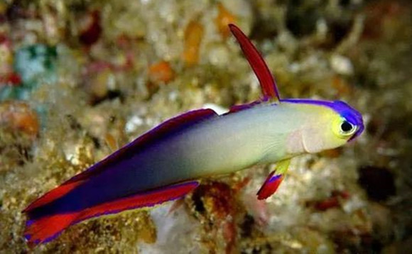 雷达鱼一条多少钱