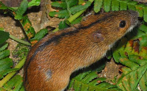 黑线姬鼠生病了怎么治疗