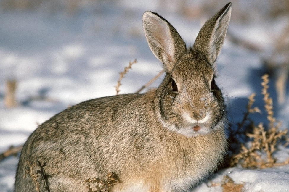 中国野兔多久可以生兔子