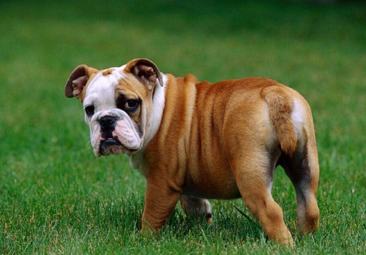 英国斗牛犬的饲养要点有哪些