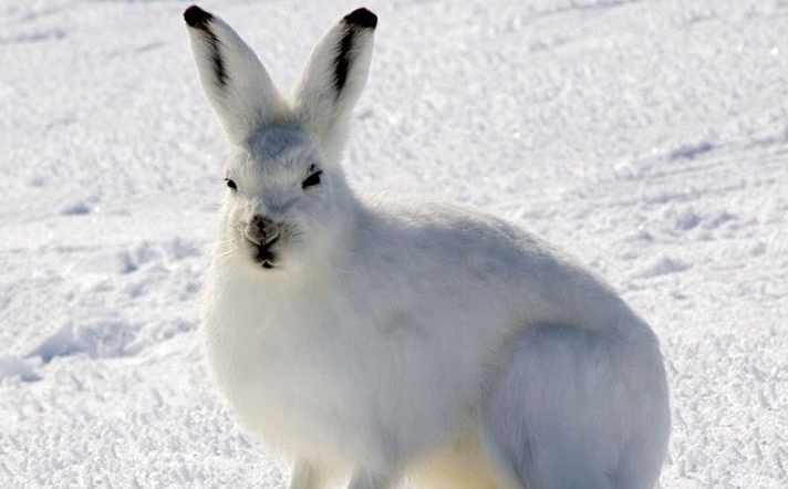 北极兔吃什么东西