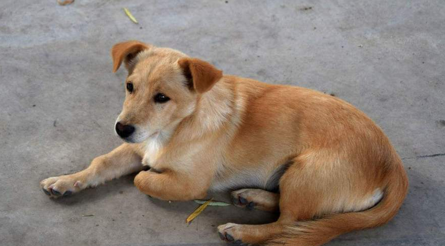 中华田园犬聪明吗