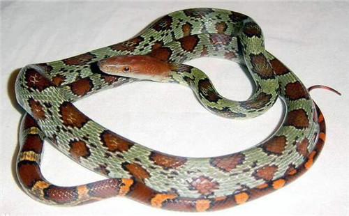 广西的蛇种类图片
