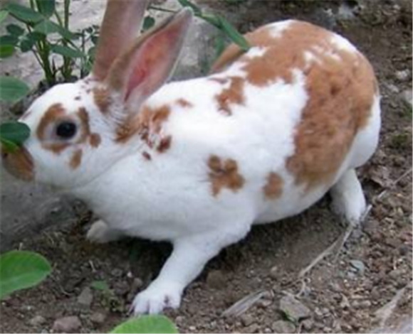 花巨兔常见病和治疗方法
