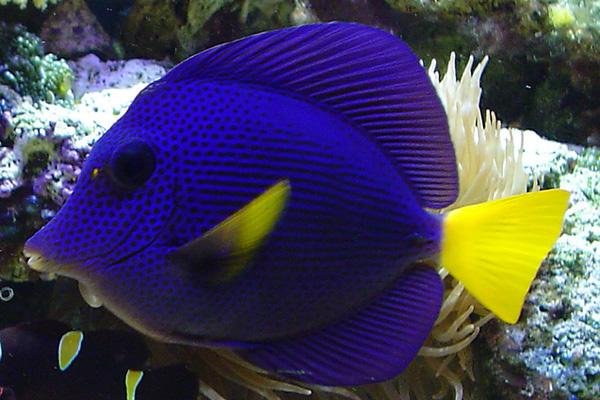 新手养紫吊注意什么