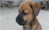 怎么判断中华田园犬得了什么病