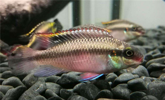 红肚凤凰鱼一条多少钱