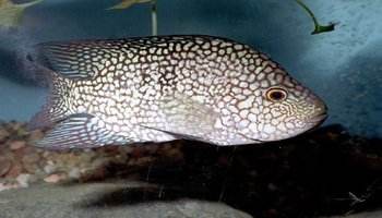 德州豹水温度多少最佳-宠物网问答