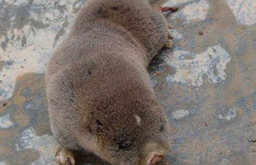 华北鼢鼠咬人怎么办