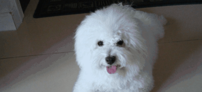 博洛尼亚比熊犬的饲养要点有哪些 博洛尼亚比熊犬的饲养要点有哪些