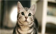 美国短尾猫的体重是多少