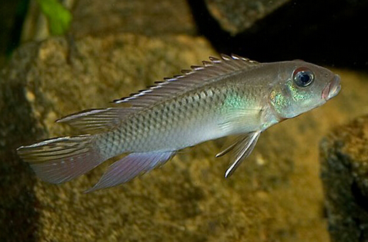 斑尾凤凰不吃食怎么回事