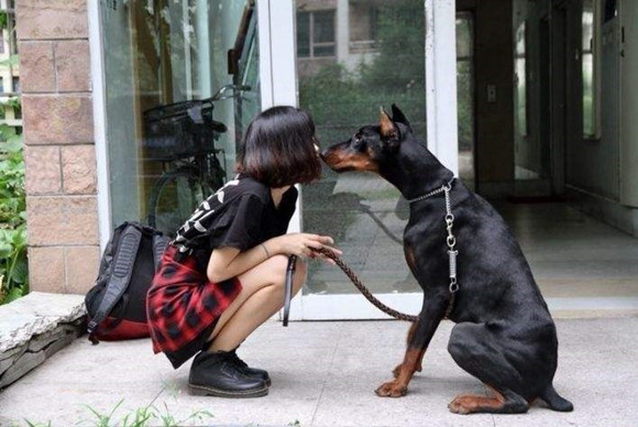 什么东西艾分杜宾犬不能吃