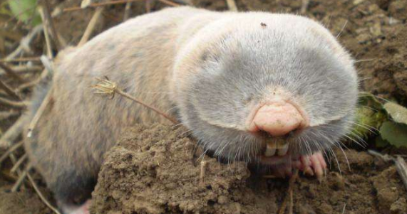 尖阁鼹鼠的寿命有多长