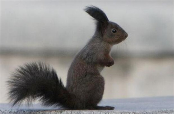 毛耳飞鼠咬人吗