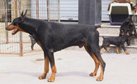 艾分杜宾犬需要怎么教