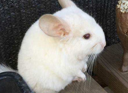 挑选金斑龙猫的注意事项 挑选金斑龙猫的注意事项