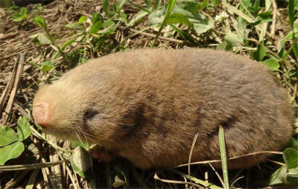 秦岭鼢鼠生病了怎么治疗