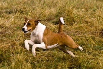 什么东西贝生吉犬不能吃