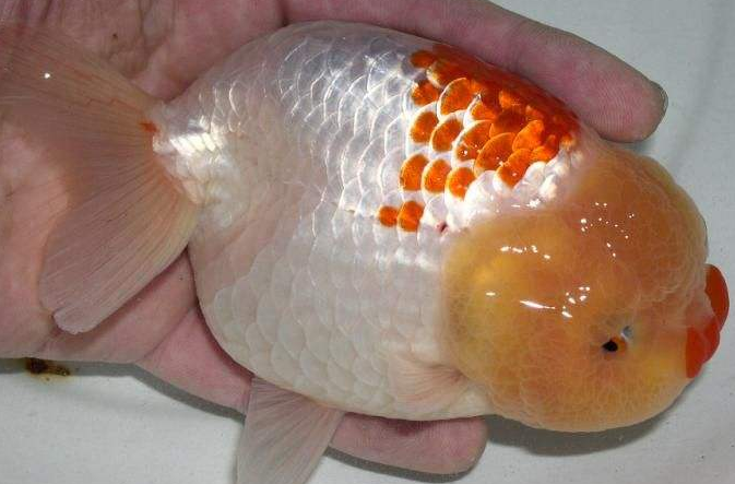 红虎头金鱼水温多少合适