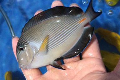 红海骑士好养吗