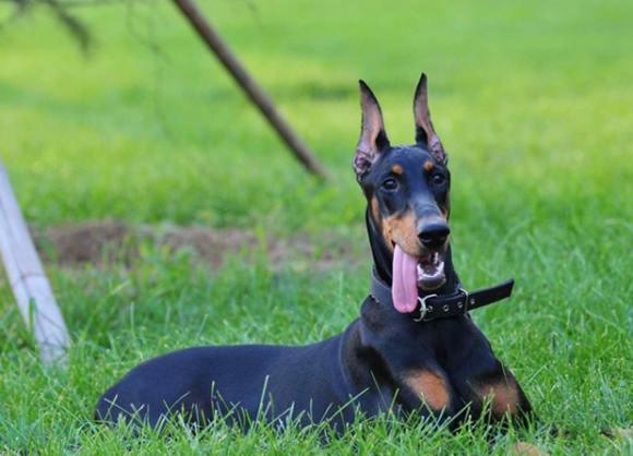 艾分杜宾犬一般多少钱 艾分杜宾犬一般多少钱