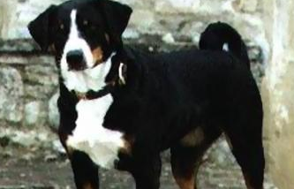 养阿彭策尔山地犬注意事项