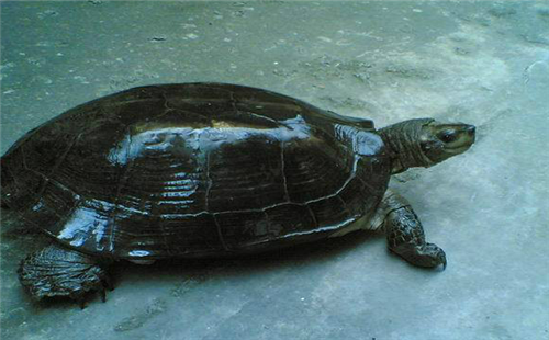缅甸山龟图片