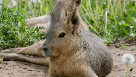 白色羚羊长耳大野兔多久可以生兔子