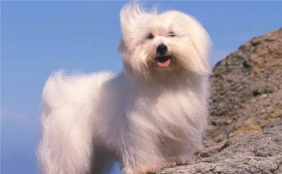 博洛尼亚比熊犬怎么训练才听话