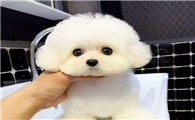 购买卷毛比熊犬的注意事项