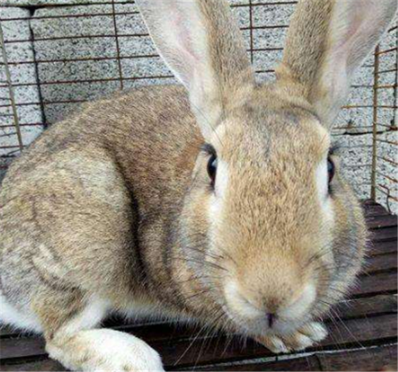 稍倾向于两侧,面颊部突出,脑门宽圆,鼻骨隆起,类似马头,俗称"马兔"