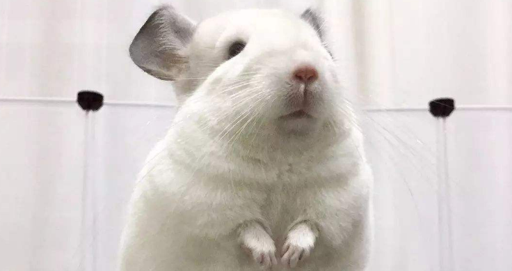 纯白龙猫多少钱一只 纯白龙猫多少钱一只